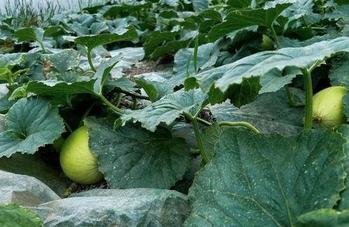 惠州地产圈吃瓜,揭秘吃瓜群众的视角