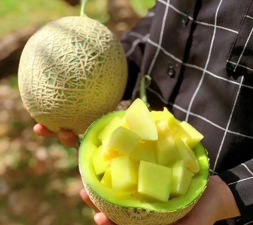 捏圈吃瓜,揭秘捏圈吃瓜的火爆现象