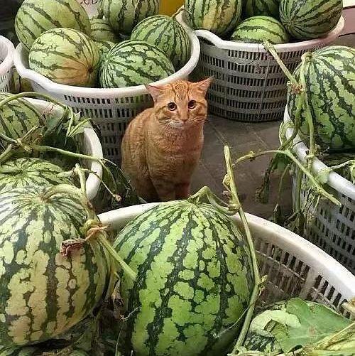 今日吃瓜往日吃瓜下一句,揭秘娱乐圈的瓜田秘闻