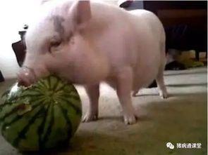 吃瓜的粉红猪,趣味美食背后的故事