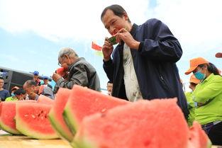 平舆县吃瓜,瓜果飘香,品味田园生活