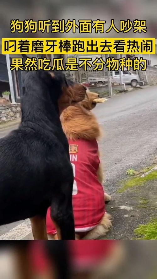 狗咬人吃瓜群众