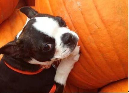 小狗可以吃鲜瓜,宠物美食新体验