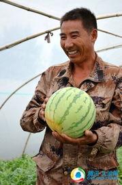 浙江男网红吃瓜,揭秘瓜界新潮流