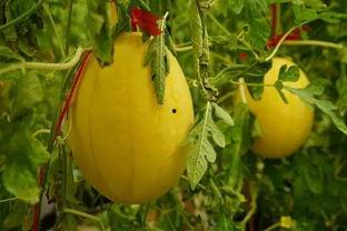 呼市吃瓜群,揭秘城市生活百态的“瓜田”