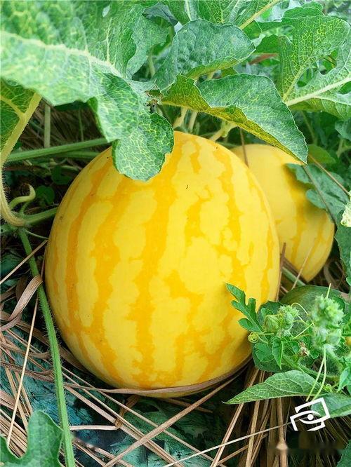 美女去西瓜地吃瓜,甜蜜滋味尽享田园风情