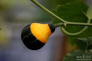 塞话筒吃瓜,揭秘娱乐圈幕后故事