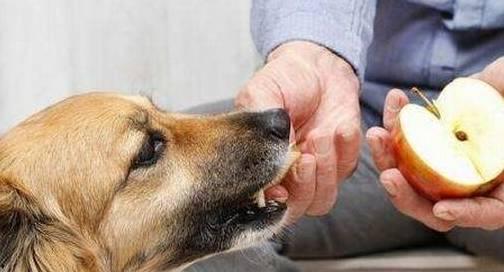 狗狗吃瓜摔下楼,一场高空坠落的故事