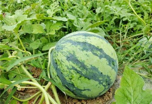 吃不熟的瓜,品味不熟瓜的独特风味