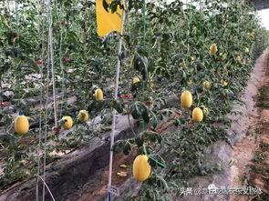 章丘吃瓜事件,一场引发社会热议的食品安全风波